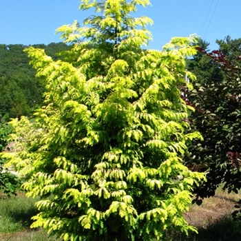 Metasequoia glyptostroboides 'Ogon' - Golden Dawn Redwood