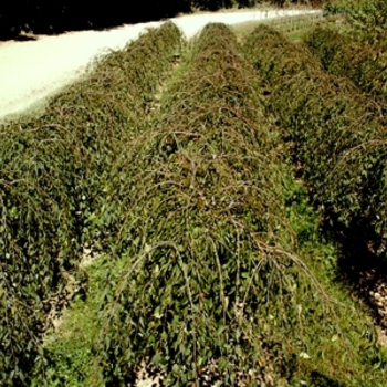 Prunus 'Snofozam' (Weeping Cherry) - Snow Fountains® Weeping Cherry