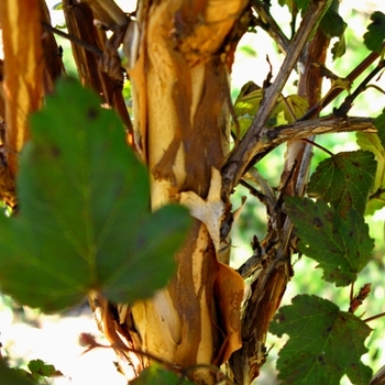 Physocarpus opulifolius 'Monlo' - Diabolo® Ninebark