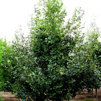 Quercus robur x macrocarpa - 'Heritage®' Oak