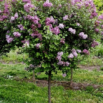 Dwarf Korean Lilac