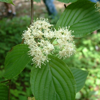 Pagoda Dogwood