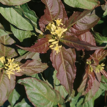 Diervilla lonicera - Bush Honeysuckle