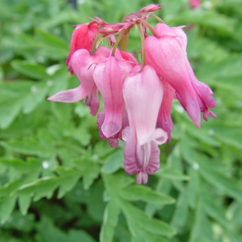 Dicentra eximia - Wild Bleeding Heart