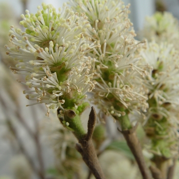 Fothergilla major - Large Fothergilla