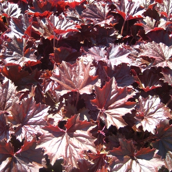 Heuchera Bronze Wave - Coral Bells