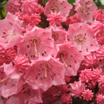 Kalmia latifolia - Pink Charm Mountain Laurel