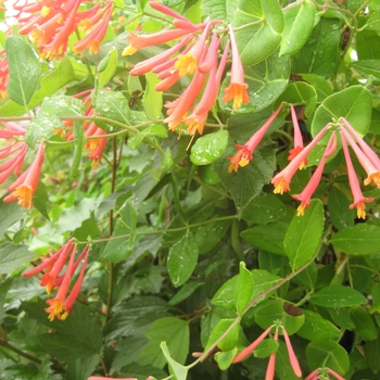 Lonicera - Honeysuckles