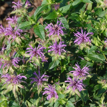 Monarda fistulosa - Clair Grace