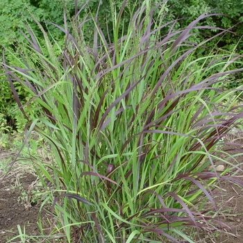 Panicum virgatum ''Shenandoah'' - Shenandoah Switch Grass