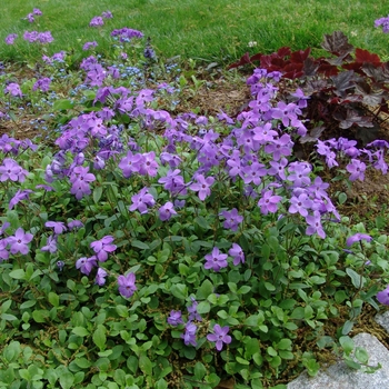 Phlox stolonifera - 'Sherwood Purple'
