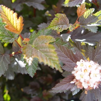 Physocarpus opulifolius - 'Center Glow'