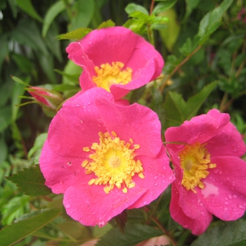 Rosa virginiana - Virginia Rose