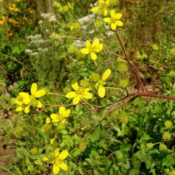 Silphium terebinthinaceum - Prairie Dock