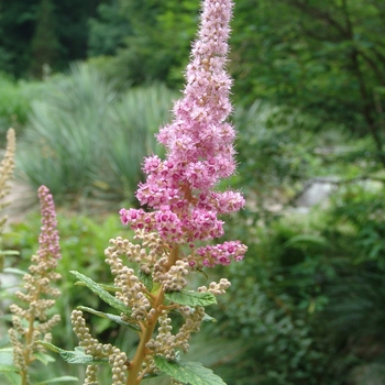 Spiraea tomentosa - Hardhack Spirea