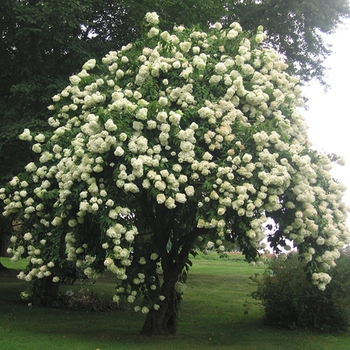 Viburnum lentago - Nannyberry