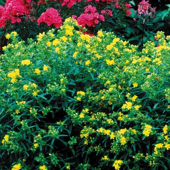 Gemo Hypericum - St. John's Wort