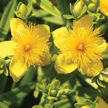 Hypericum kalmianum - St. John's Wort