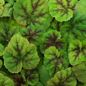 Tiarella cordifolia 'Running Tapestry' (Foamflower) - Running Tapestry Foamflower