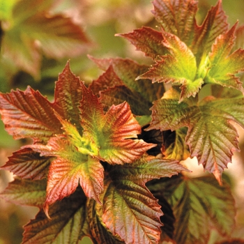 Viburnum trilobum - ''Redwing'' American Cranberry Viburnum