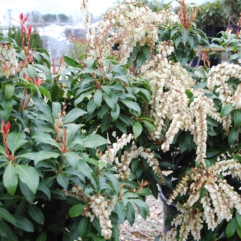 Pieris japonica 'Mountain Fire' - Mountain Fire Pieris