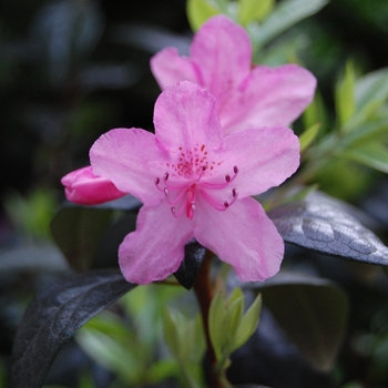 Rhododendron hybrid - 'Olga Mezitt'