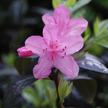 Rhododendron hybrid - 'Olga Mezitt'