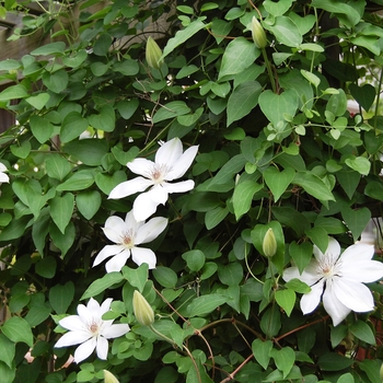 Clematis hybrid 'Henryi' - Henryi White Clematis