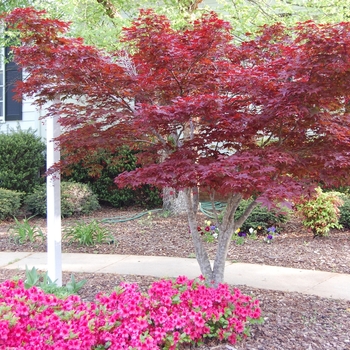 Acer palmatum 'Bloodgood' - Japanese Red Maple