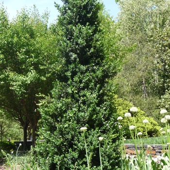 Buxus mic.var. insularis 'Green Mountain' - Green Mountain Boxwood