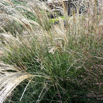 Miscanthus sinensis - 'Gracillimus'