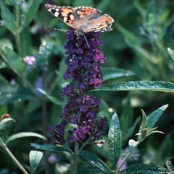 Buddleia davidii 'Black Knight' - Butterfly Bush