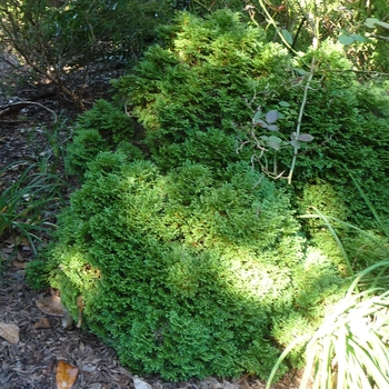 Thuja occidentalis ''Hetz Midget'' (Arborvitae) - Hetz Midget Arborvitae