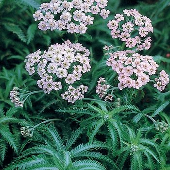 Achillea sibirica 'Love Parade' - Yarrow