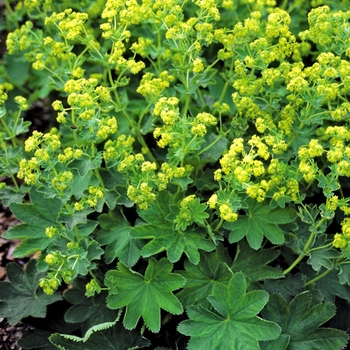 Alchemilla sericata 'Gold Strike' - Lady's Mantle