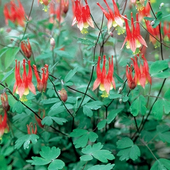 Aquilegia canadensis 'Little Lanterns' - Columbine