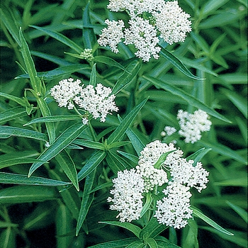 Asclepias incarnata 'Ice Ballet' - Ice Ballet Milkweed