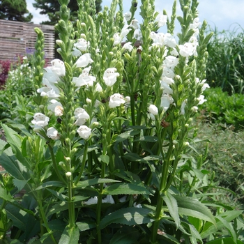 Physostegia virginiana - 'Crystal Peak White'