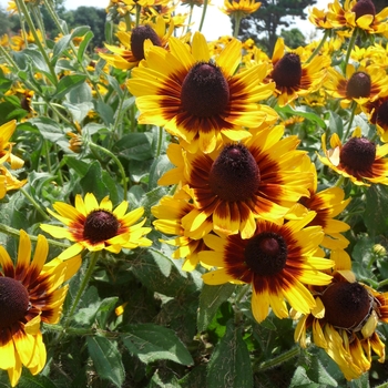 Rudbeckia hirta - Denver Daisy™