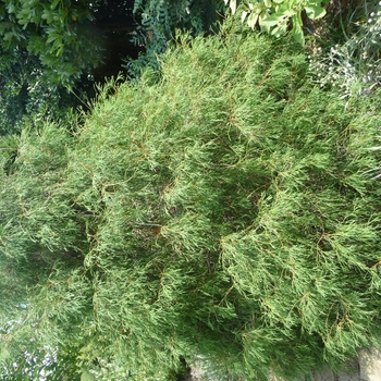 Thuja occidentalis - 'Filiformis'