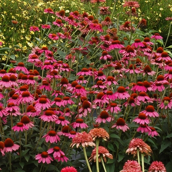 Echinacea 'Amazing Dream' - Coneflower