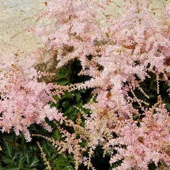 Astilbe simplicifolia 'Pink Lightning' - False Spirea