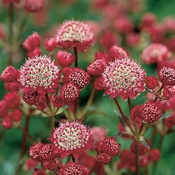 Astrantia x 'Rosensinfonie' - Greater Masterwort