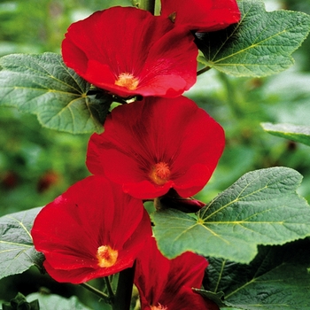 Alcea rosea 'Mars Magic' - Hollyhock