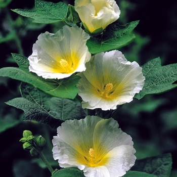 Alcea rosea 'Polarstar' - Hollyhock