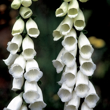 Digitalis purpurea 'Snow Thimble' - Foxglove