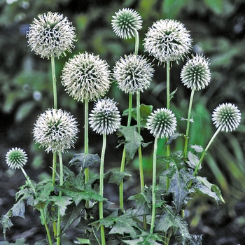 Echinops bannaticus 'Star Frost' - Globe Thistle