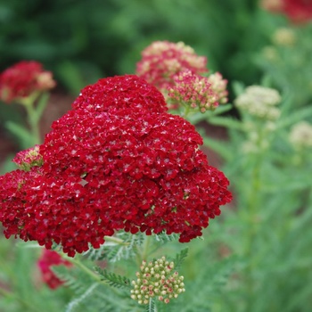 Achillea millefolium 'Pomegranate' (Yarrow) - Tutti Frutti™ Pomegranate