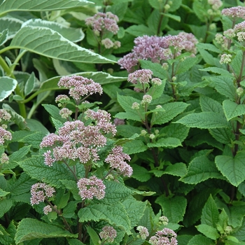 Eupatorium dubium 'Little Joe' - Joe Pye Weed