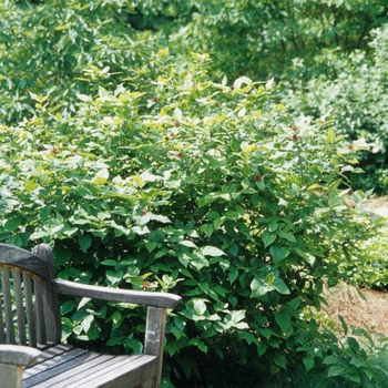 Calycanthus floridus 'Athens' - Carolina Allspice